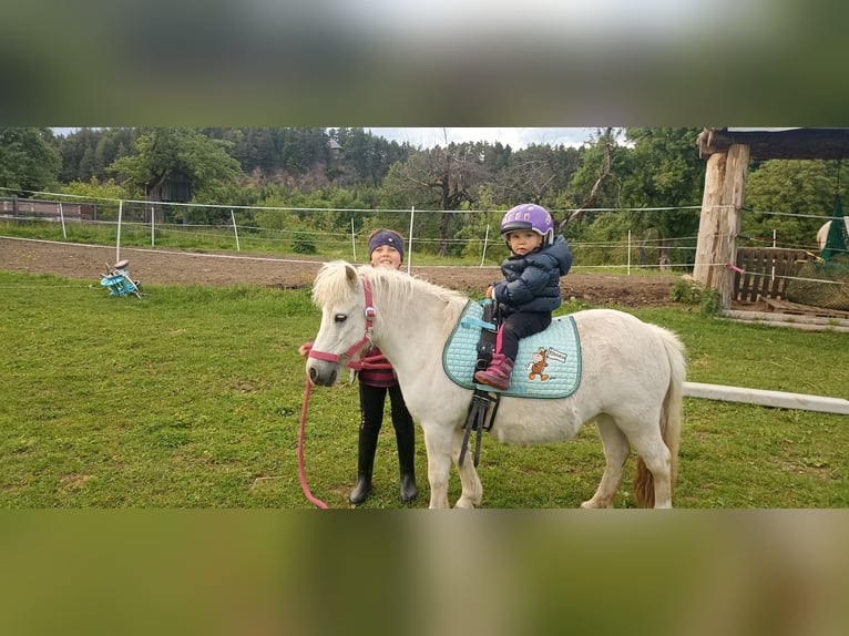 Poneys Shetland Jument 17 Ans 98 cm Blanc in Schlatten