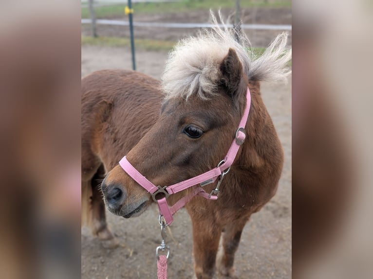 Poneys Shetland Jument 17 Ans Alezan in Königswinter