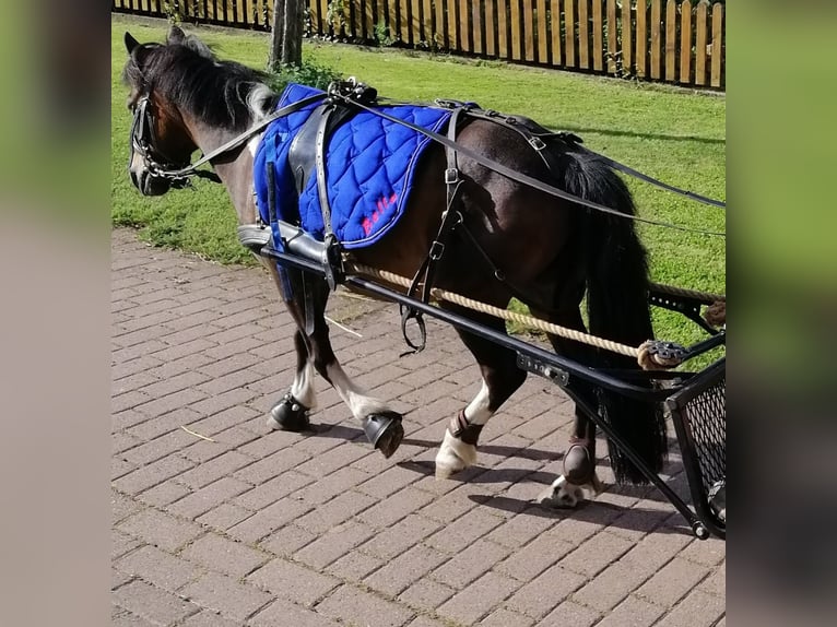 Poneys Shetland Jument 18 Ans 110 cm Pinto in Gleichen