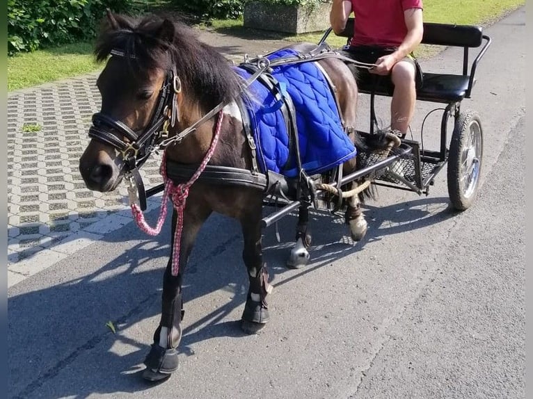 Poneys Shetland Jument 18 Ans 110 cm Pinto in Gleichen