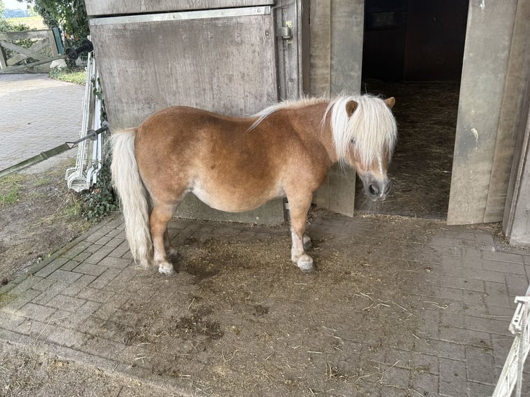 Poneys Shetland Jument 18 Ans 85 cm Champagne in RhedeRhede