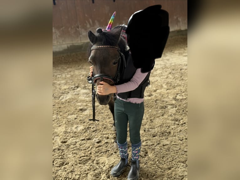 Poneys Shetland Jument 18 Ans 95 cm Bai brun in BönenBönen