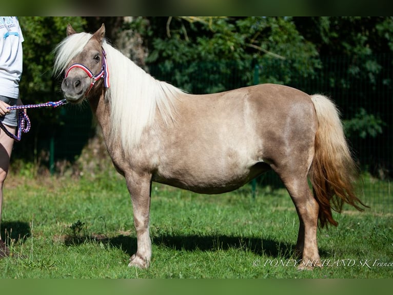 Poneys Shetland Jument 19 Ans 100 cm Alezan in DEAUVILLE