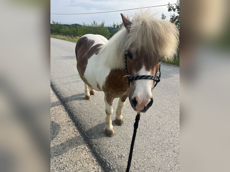 Poneys Shetland Croisé Jument 19 Ans 100 cm Pinto in Kirchbach-zerlach