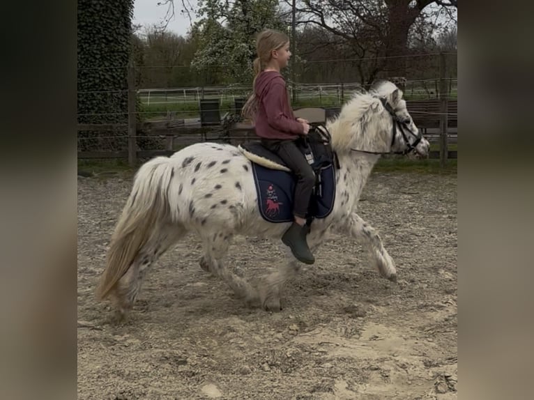 Poneys Shetland Croisé Jument 19 Ans 113 cm Léopard in Ennigerloh