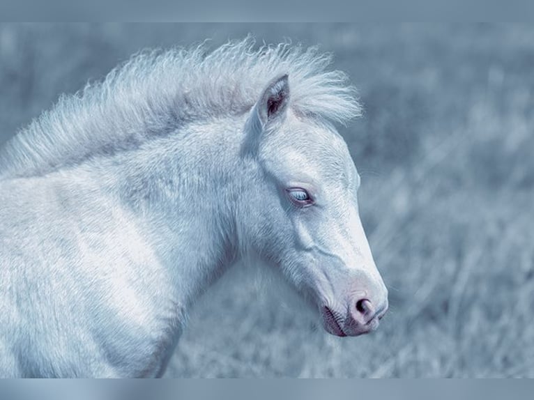 Poneys Shetland Jument 1 Année 100 cm Cremello in Mügeln