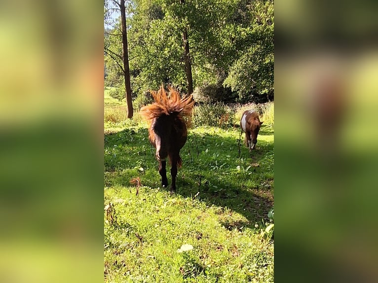 Poneys Shetland Jument 1 Année 103 cm Noir in Michelstadt