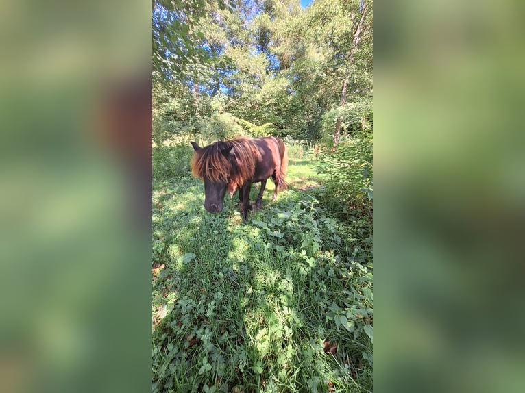 Poneys Shetland Jument 1 Année 103 cm Noir in Michelstadt