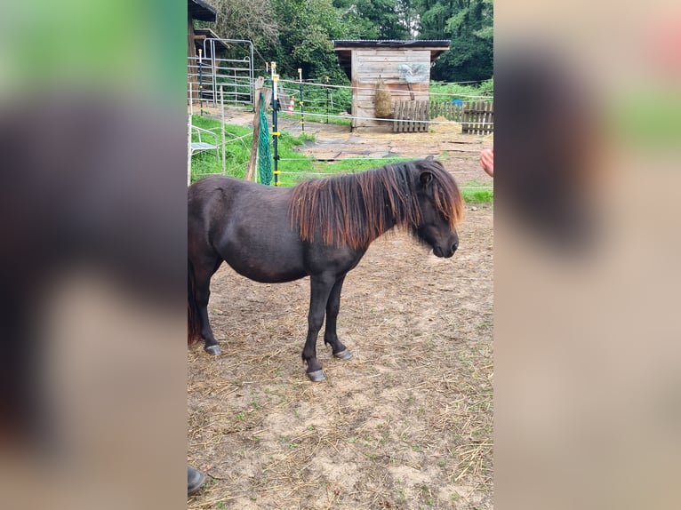 Poneys Shetland Jument 1 Année 104 cm Noir in Verden (Aller)