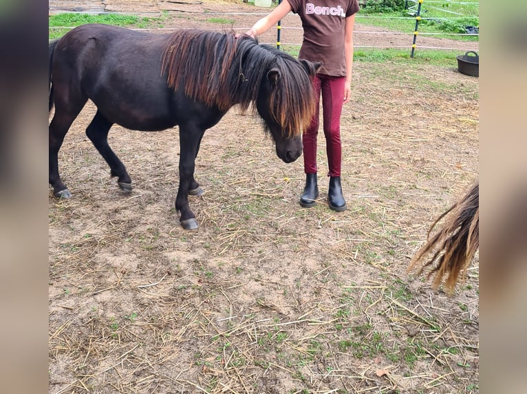 Poneys Shetland Jument 1 Année 104 cm Noir in Verden (Aller)