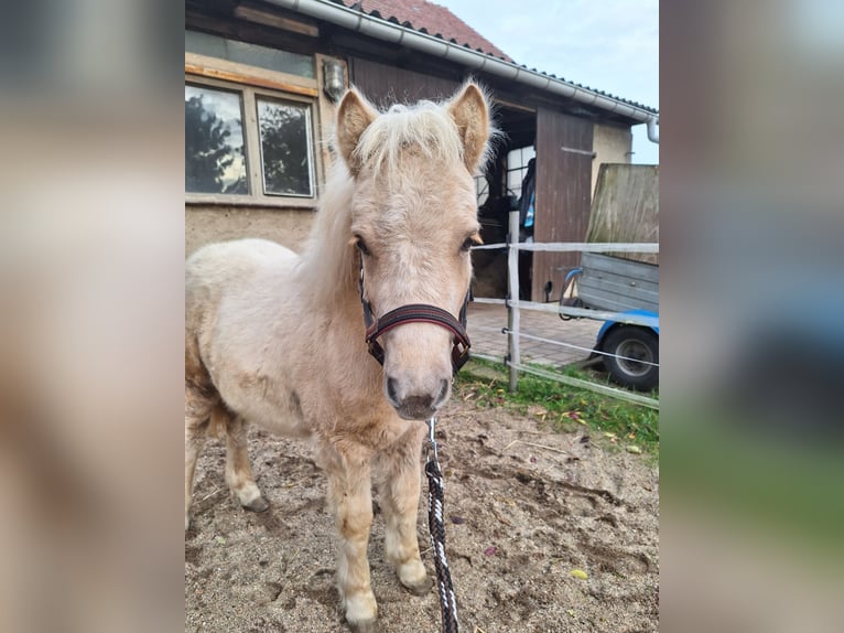 Poneys Shetland Jument 1 Année 105 cm Palomino in Ebersbach