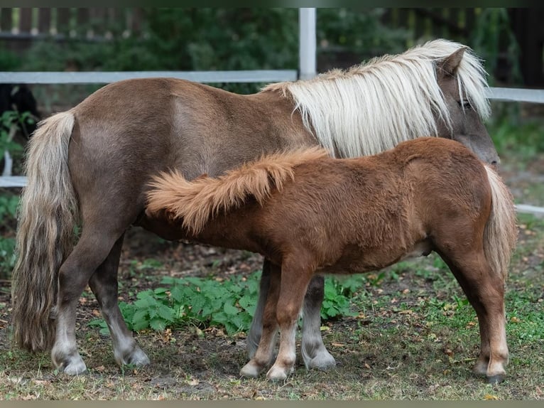 Poneys Shetland Jument 1 Année 80 cm Alezan in Legionowo