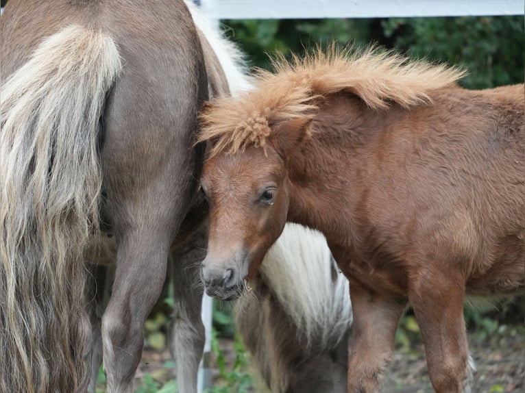 Poneys Shetland Jument 1 Année 80 cm Alezan in Legionowo