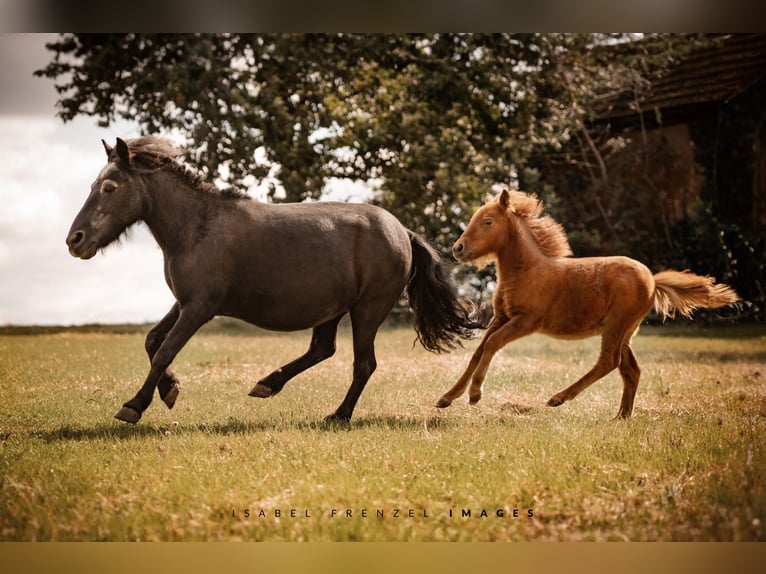 Poneys Shetland Jument 1 Année 90 cm Alezan in Göllheim