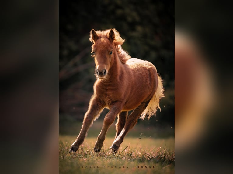 Poneys Shetland Jument 1 Année 90 cm Alezan in Göllheim