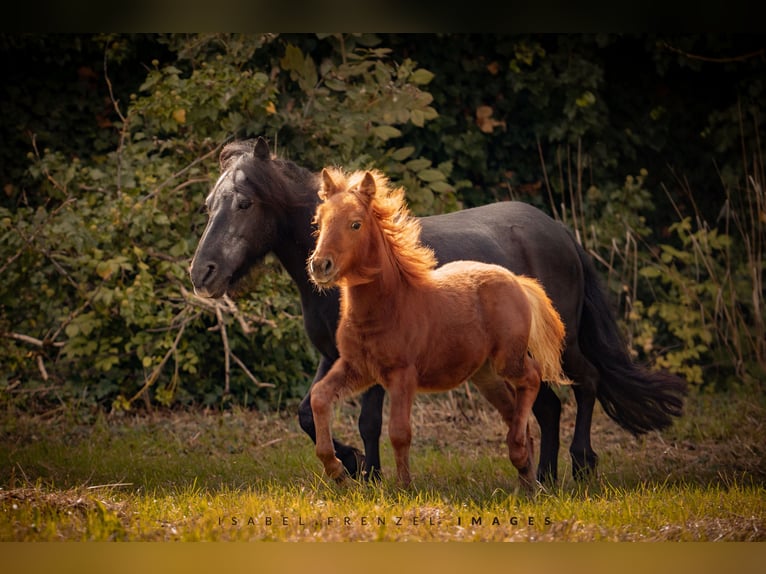 Poneys Shetland Jument 1 Année 90 cm Alezan in Göllheim