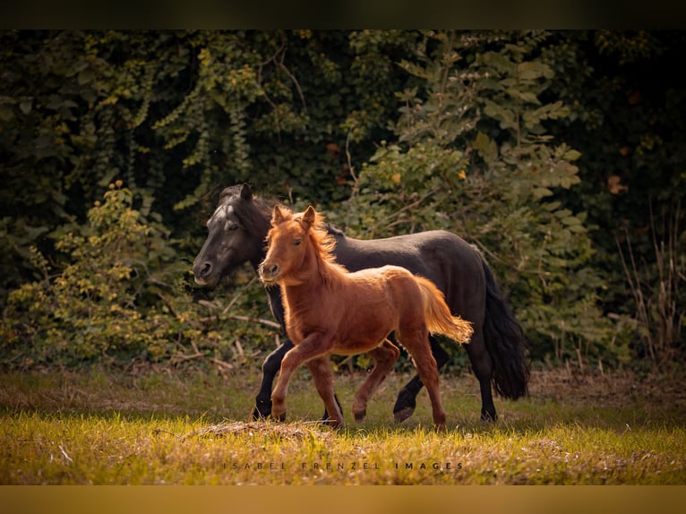 Poneys Shetland Jument 1 Année 90 cm Alezan in Göllheim