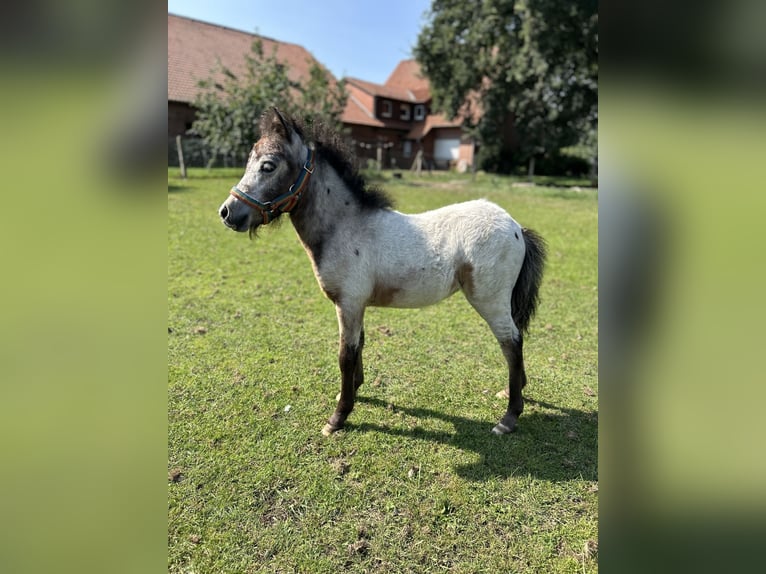 Poneys Shetland Jument 1 Année 90 cm Léopard in Hüde