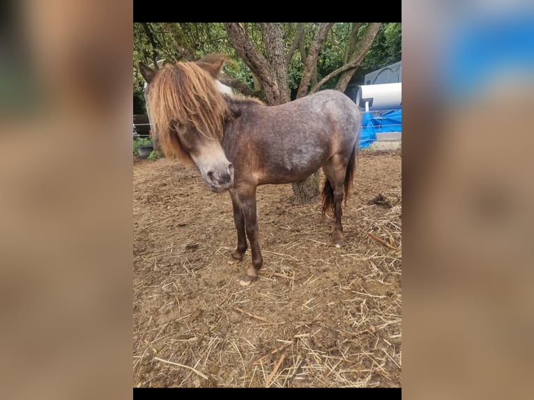 Poneys Shetland Croisé Jument 1 Année 90 cm Léopard in &#xC9;couen