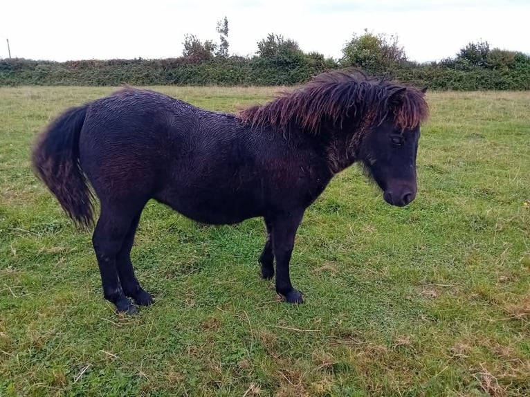 Poneys Shetland Jument 1 Année 90 cm Noir in Etaples