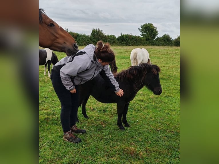 Poneys Shetland Jument 1 Année 90 cm Noir in Etaples