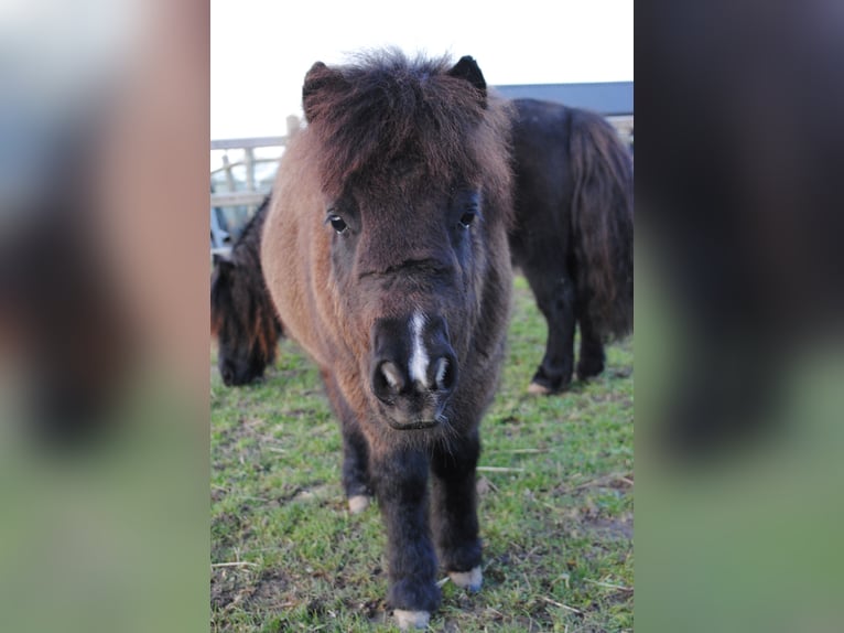 Poneys Shetland Jument 1 Année 90 cm Noir in Ophemert