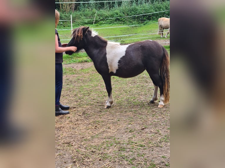 Poneys Shetland Jument 1 Année 95 cm Pinto in Verden (Aller)