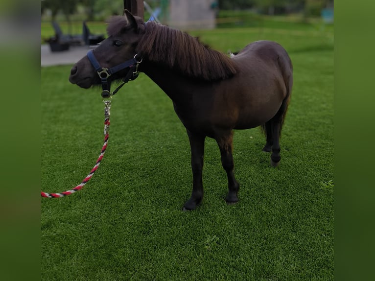 Poneys Shetland Jument 1 Année 97 cm Bai brun in Burg