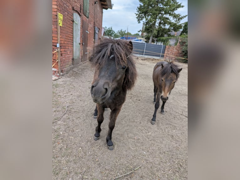 Poneys Shetland Jument 1 Année 97 cm Bai brun in Burg