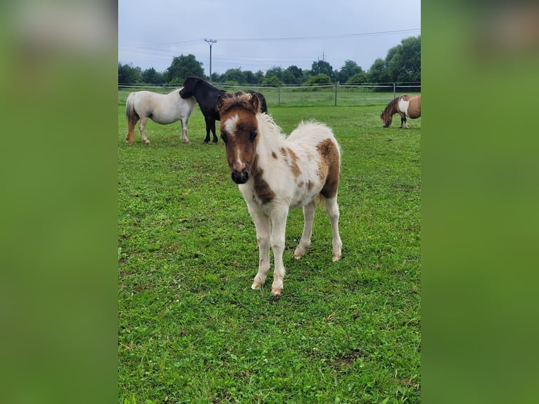 Poneys Shetland Jument 1 Année in Zábřeh