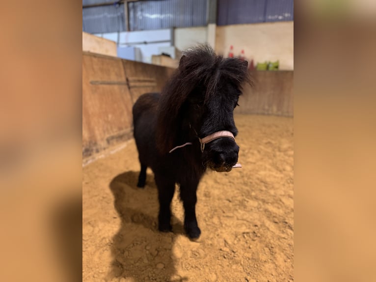 Poneys Shetland Jument 1 Année Noir in Oberzissen