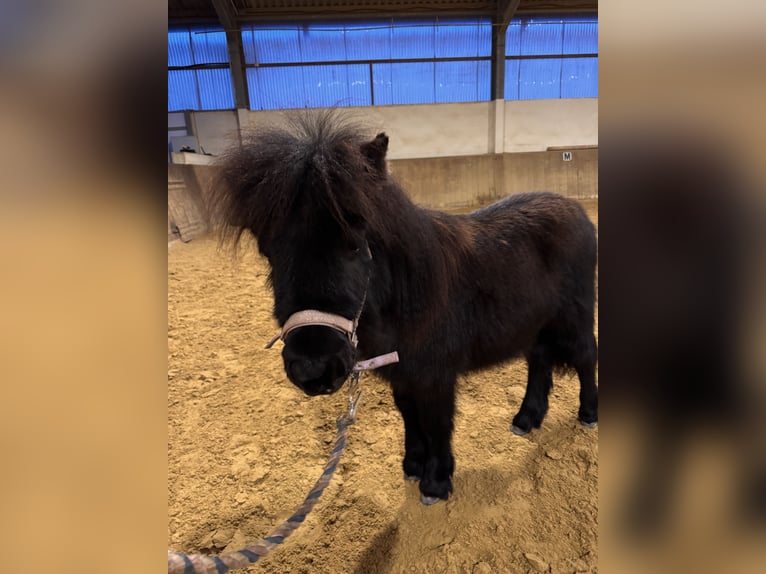 Poneys Shetland Jument 1 Année Noir in Oberzissen