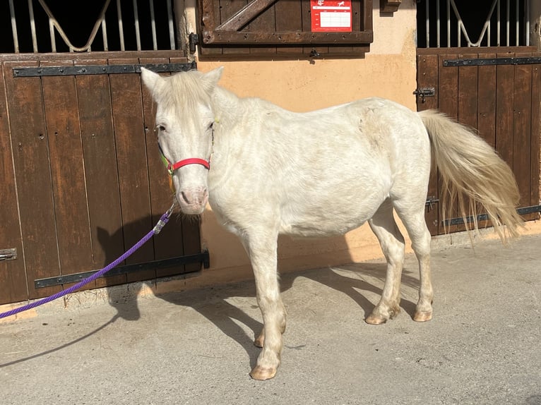 Poneys Shetland Jument 20 Ans 112 cm Blanc in CourtenayMorestel