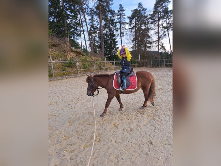 Poneys Shetland Croisé Jument 20 Ans 115 cm Alezan cuivré in Waldhausen im Strudengau