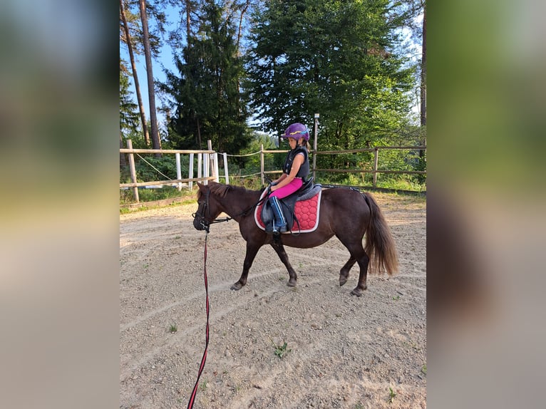 Poneys Shetland Croisé Jument 20 Ans 120 cm Alezan cuivré in Waldhausen im Strudengau