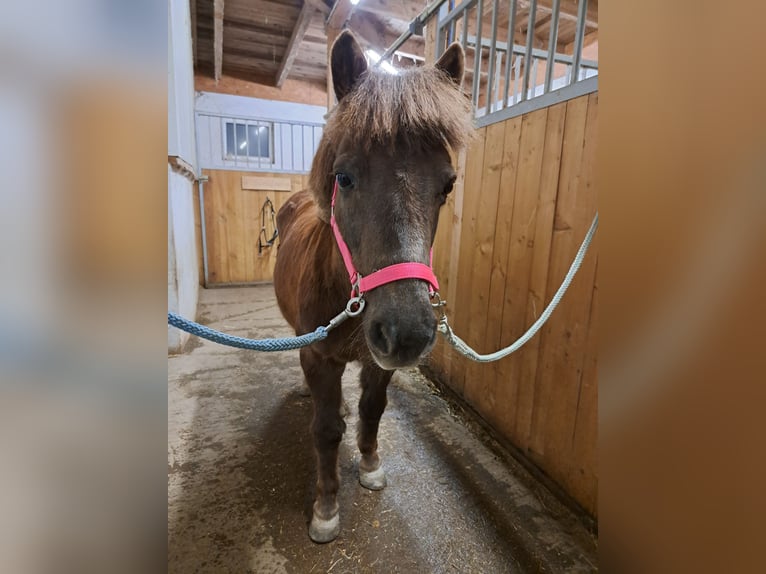 Poneys Shetland Croisé Jument 20 Ans 120 cm Alezan cuivré in Waldhausen im Strudengau