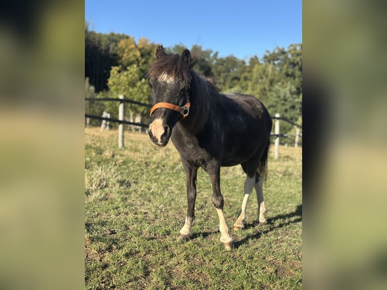 Poneys Shetland Croisé Jument 21 Ans 101 cm Noir in Much