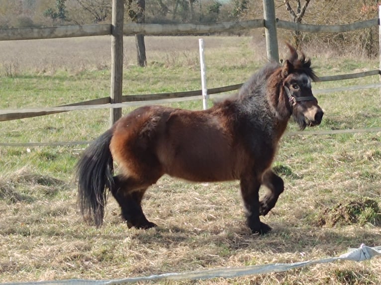 Poneys Shetland Jument 21 Ans 108 cm Bai brun in Münzenberg
