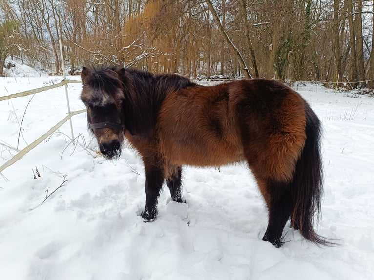 Poneys Shetland Jument 21 Ans 108 cm Bai brun in Münzenberg