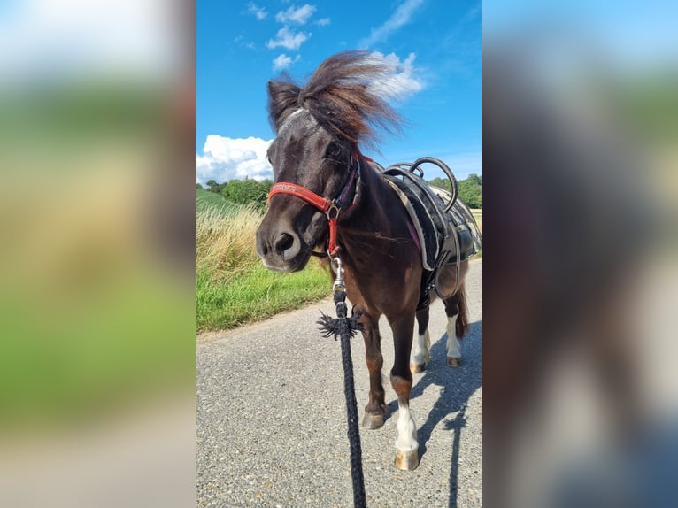 Poneys Shetland Jument 21 Ans 86 cm in Sinsheim
