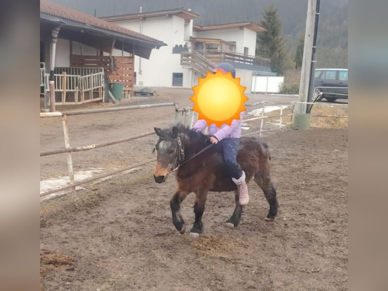 Poneys Shetland Jument 22 Ans 105 cm  in Tirol