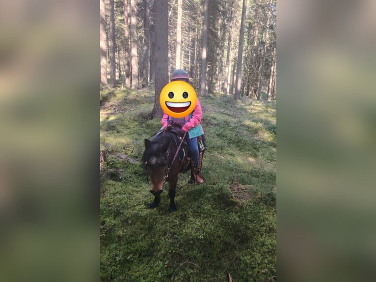 Poneys Shetland Jument 22 Ans 105 cm  in Tirol