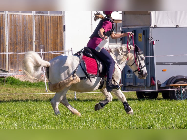 Poneys Shetland Croisé Jument 23 Ans 110 cm Gris moucheté in Neumarkt-Sankt Veit