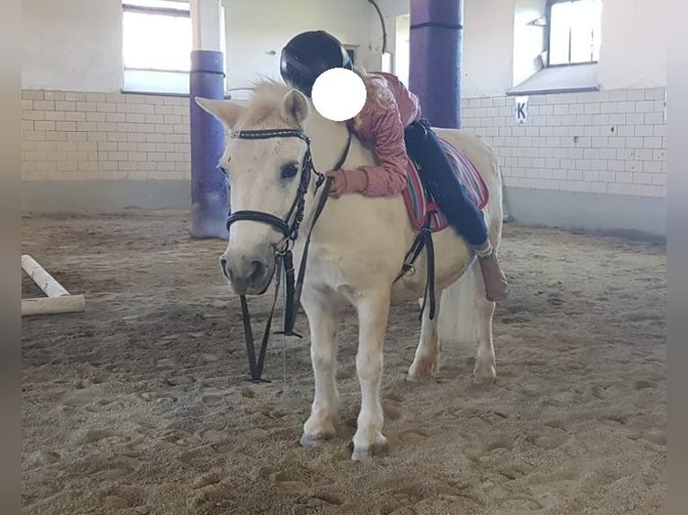 Poneys Shetland Croisé Jument 23 Ans 110 cm Gris moucheté in Neumarkt-Sankt Veit