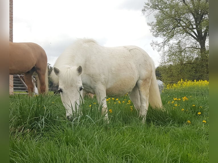 Poneys Shetland Croisé Jument 23 Ans 110 cm Gris moucheté in Neumarkt-Sankt Veit