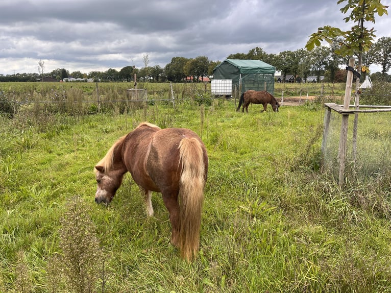 Poneys Shetland Jument 26 Ans 100 cm Bai clair in Hengelo (Gld)