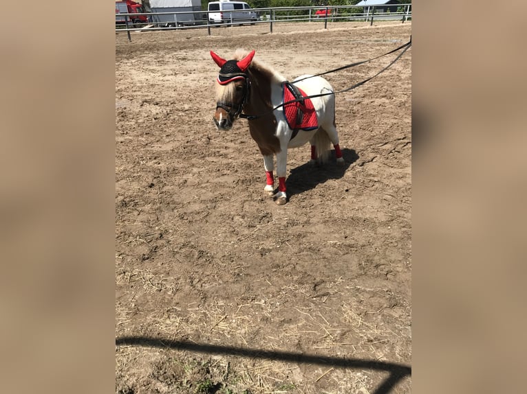 Poneys Shetland Jument 26 Ans 80 cm Blanc in Hirschaid