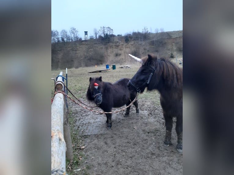 Poneys Shetland Jument 26 Ans 98 cm Noir in Todtenweis