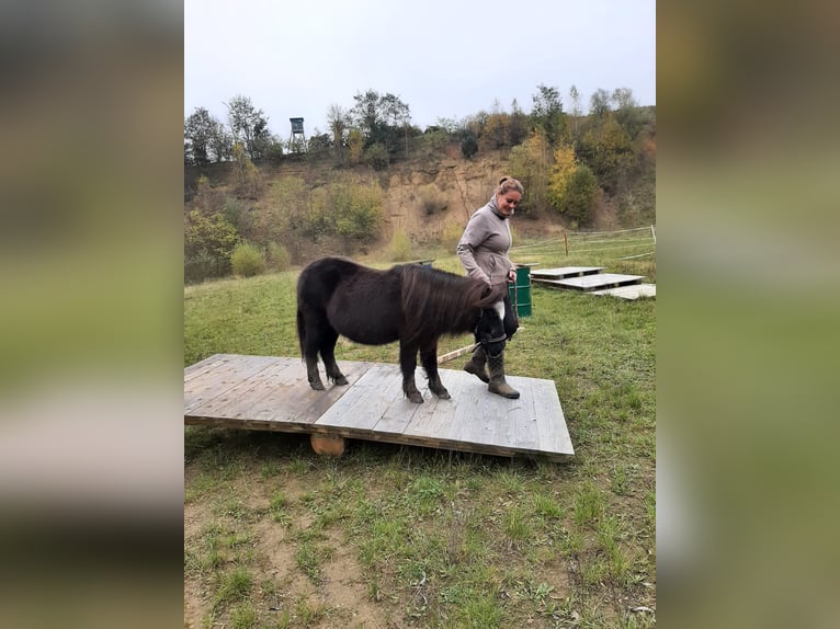 Poneys Shetland Jument 26 Ans 98 cm Noir in Todtenweis