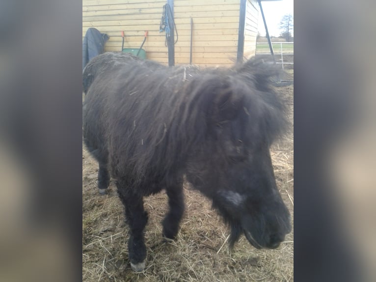 Poneys Shetland Jument 27 Ans 100 cm Noir in Rottenburg am Neckar